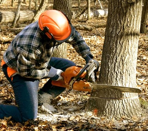 Tree Removal in Oil City, LA